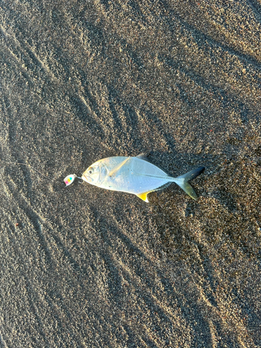 ロウニンアジの釣果