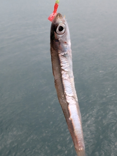 キビナゴの釣果