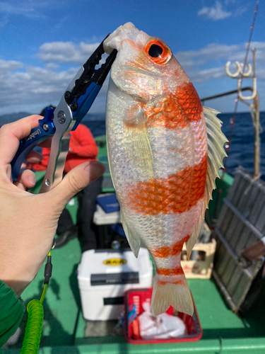 タマガシラの釣果