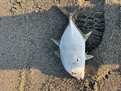 ロウニンアジの釣果