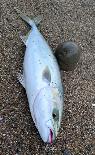 ハマチの釣果