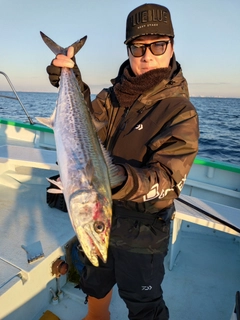 サワラの釣果