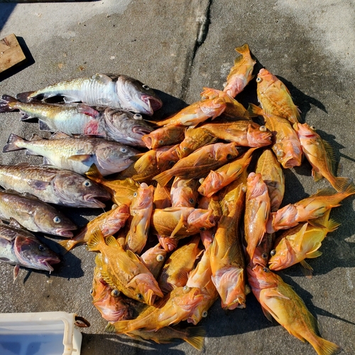 ヤナギノマイの釣果