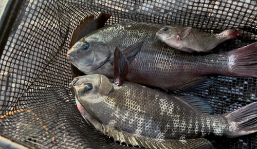 グレの釣果