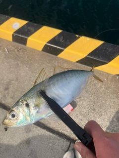 マルアジの釣果