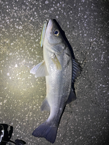 ヒラスズキの釣果