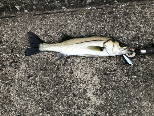 スズキの釣果