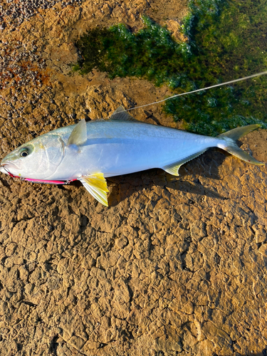 ヒラスの釣果