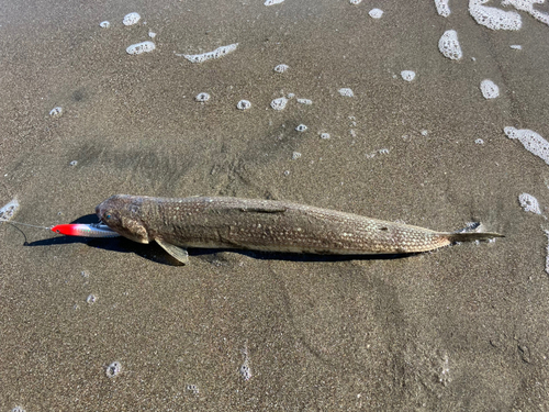 エソの釣果