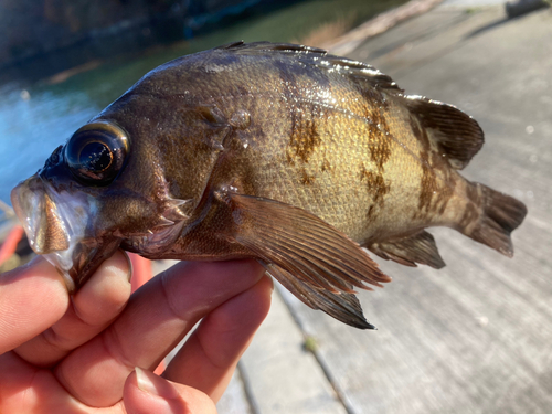 メバルの釣果