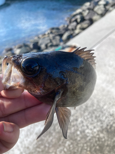 気仙沼湾