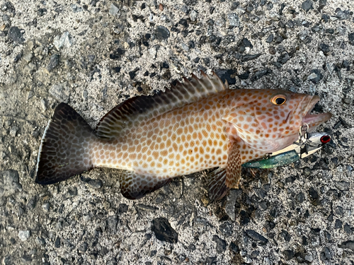 オオモンハタの釣果