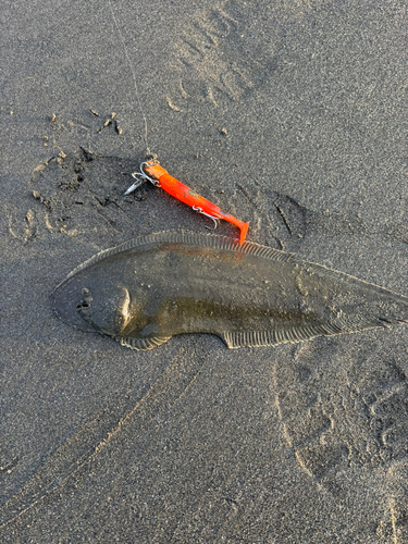 ウシノシタの釣果