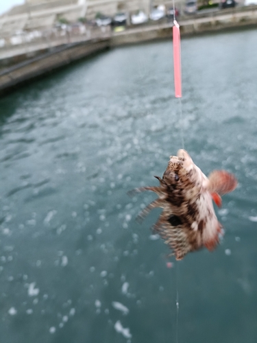 ハオコゼの釣果