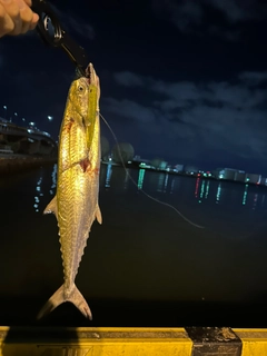 サゴシの釣果