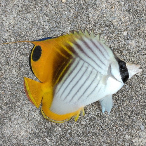 チョウチョウウオの釣果