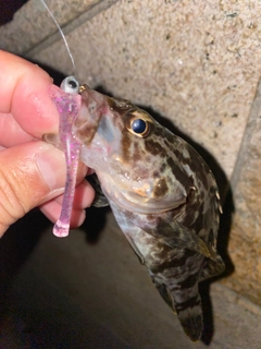 タケノコメバルの釣果