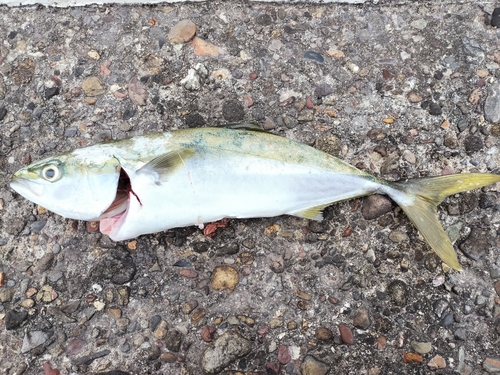 ネリゴの釣果