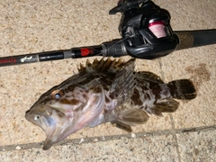 タケノコメバルの釣果