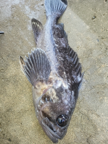 クロソイの釣果