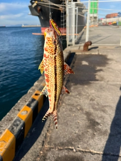 ヨメヒメジの釣果