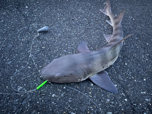 ドチザメの釣果