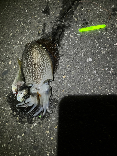 シリヤケイカの釣果