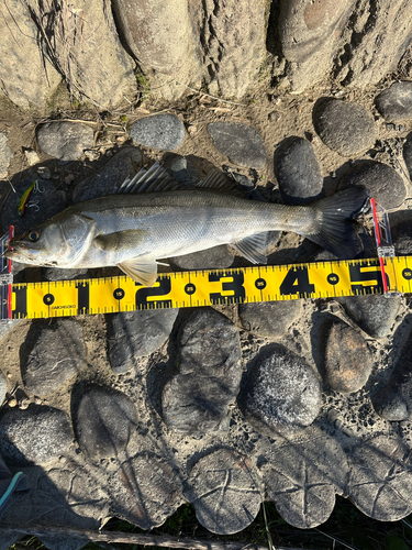 シーバスの釣果