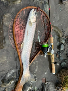 アメマスの釣果