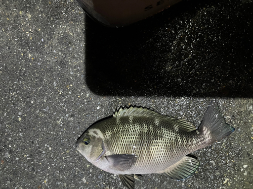 メジナの釣果