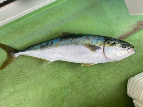 ブリの釣果