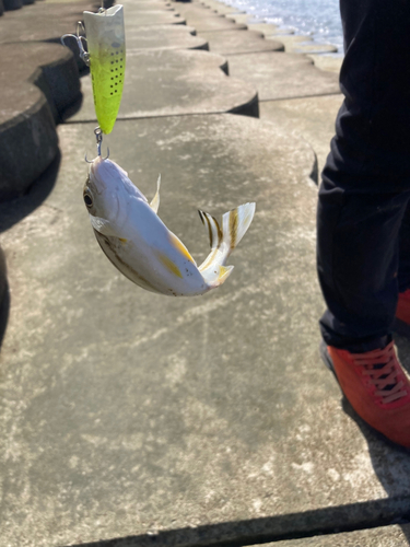 コトヒキの釣果