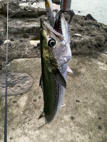 サゴシの釣果