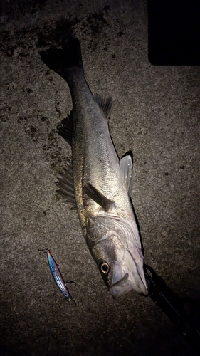 ヒラスズキの釣果