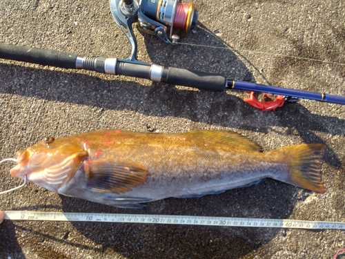 アブラコの釣果