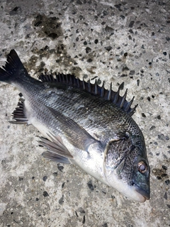 チヌの釣果