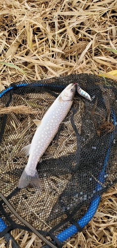 アメマスの釣果