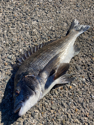 チヌの釣果