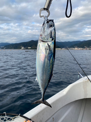 ヒラソウダの釣果