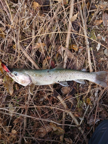 釣果