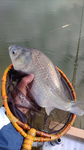 ヘラブナの釣果