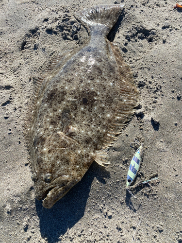 ヒラメの釣果