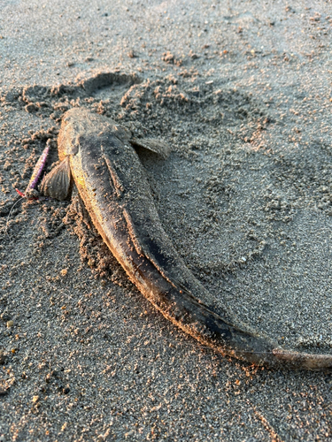 マゴチの釣果