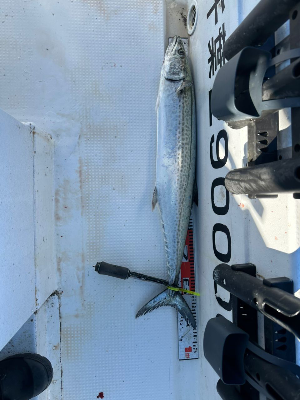 Ryo Kさんの釣果 2枚目の画像