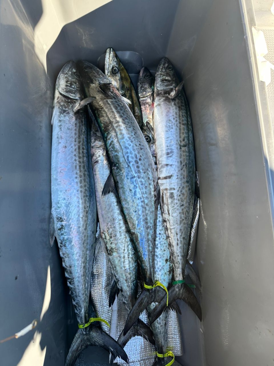 Ryo Kさんの釣果 3枚目の画像