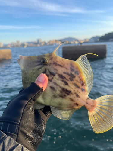 カワハギの釣果