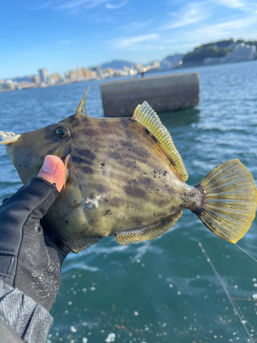 吉島釣り公園