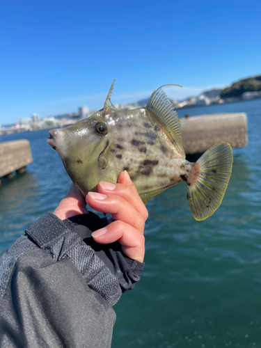 カワハギの釣果