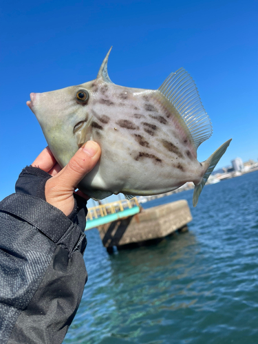 カワハギの釣果