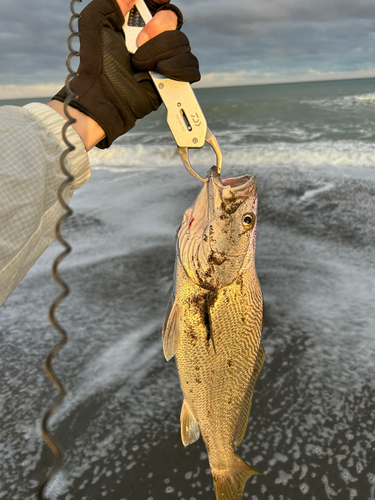 オオニベの釣果